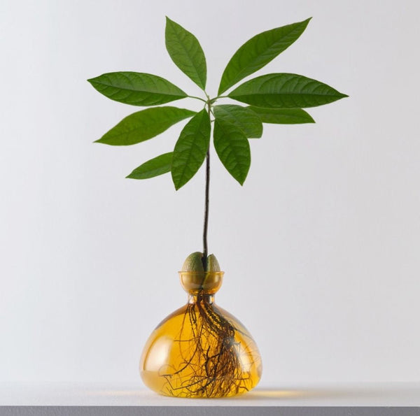 ILEX Studio - Avocado Vase