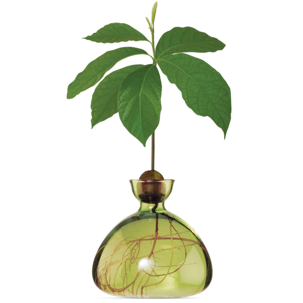 Avocado Vase - Green