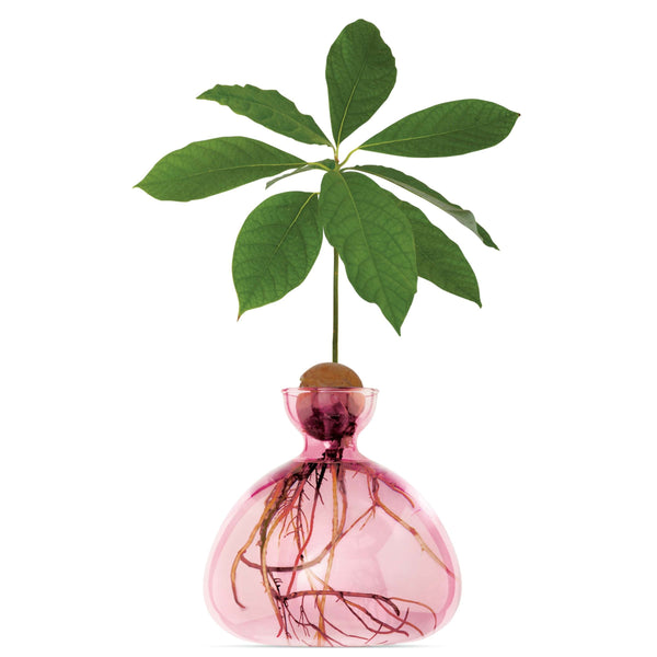 Avocado Vase - Pink