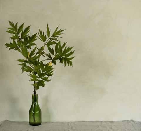 Lime Wash Paint - OLIVE