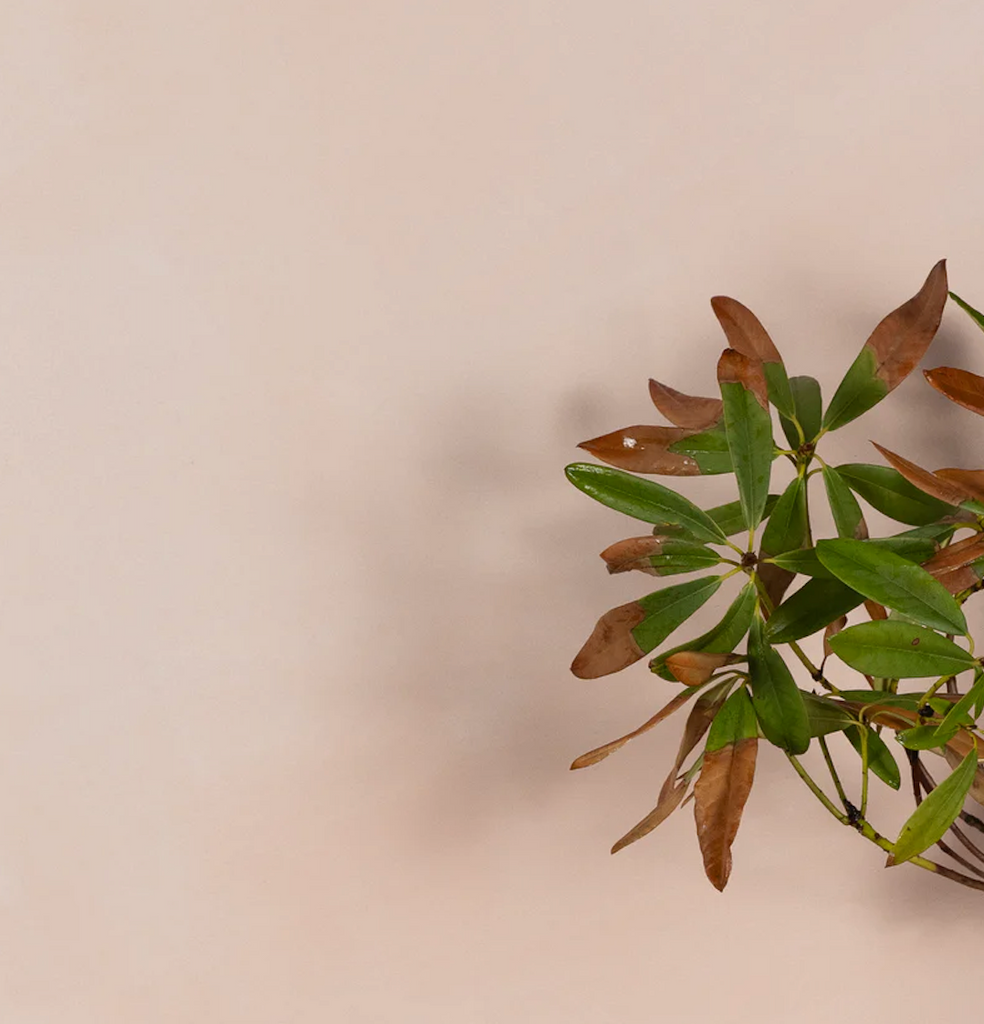 Lime Wash Paint - TEA ROSE