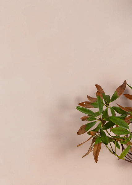Lime Wash Paint - TEA ROSE