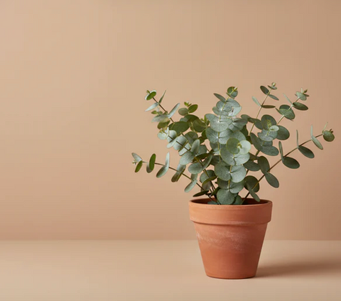Lime Wash Paint - NOISETTE