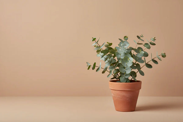 Lime Wash Paint - NOISETTE