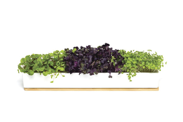 Windowsill Kit - Micro Greens