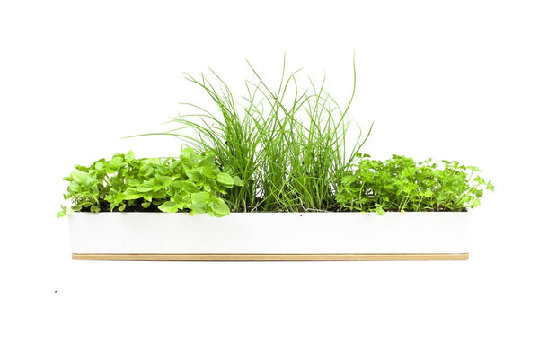 Windowsill Kit - Micro Herbs